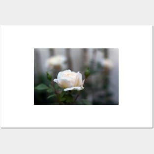 White rose close-up in soft blur focus Posters and Art